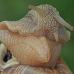 Weinbergschnecke beim Erwachen vom Winterschlaf ... 