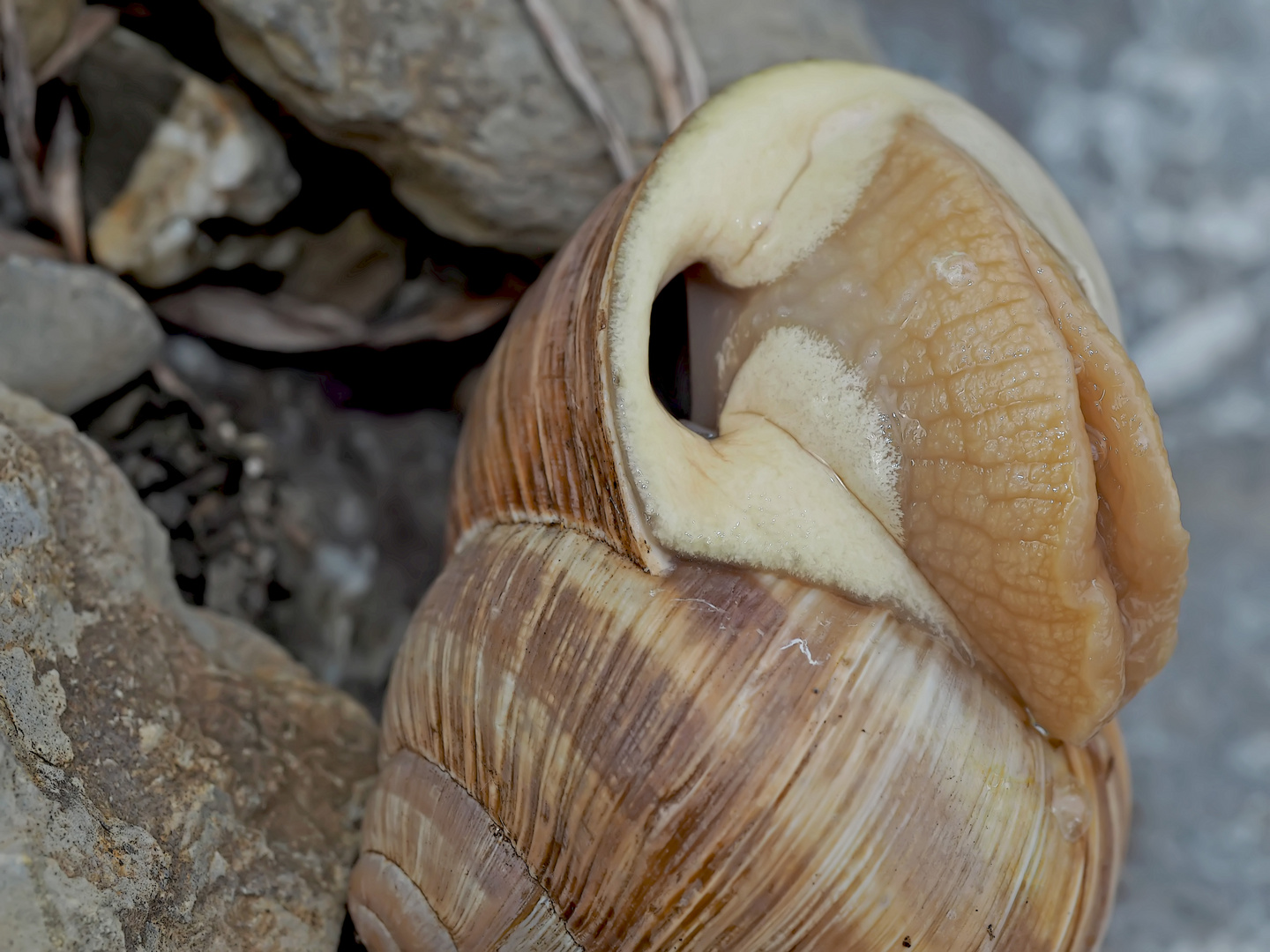 Weinbergschnecke beim Erwachen vom Winterschlaf ... 