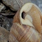 Weinbergschnecke beim Erwachen vom Winterschlaf ... 