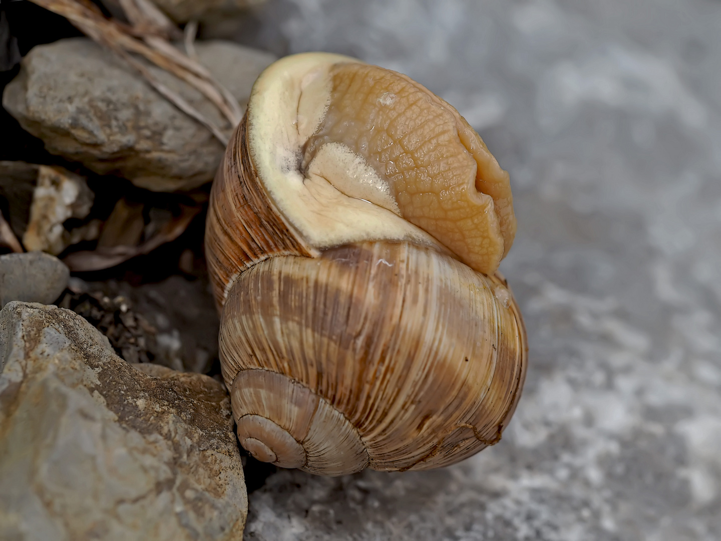 Weinbergschnecke beim Erwachen vom Winterschlaf ... 