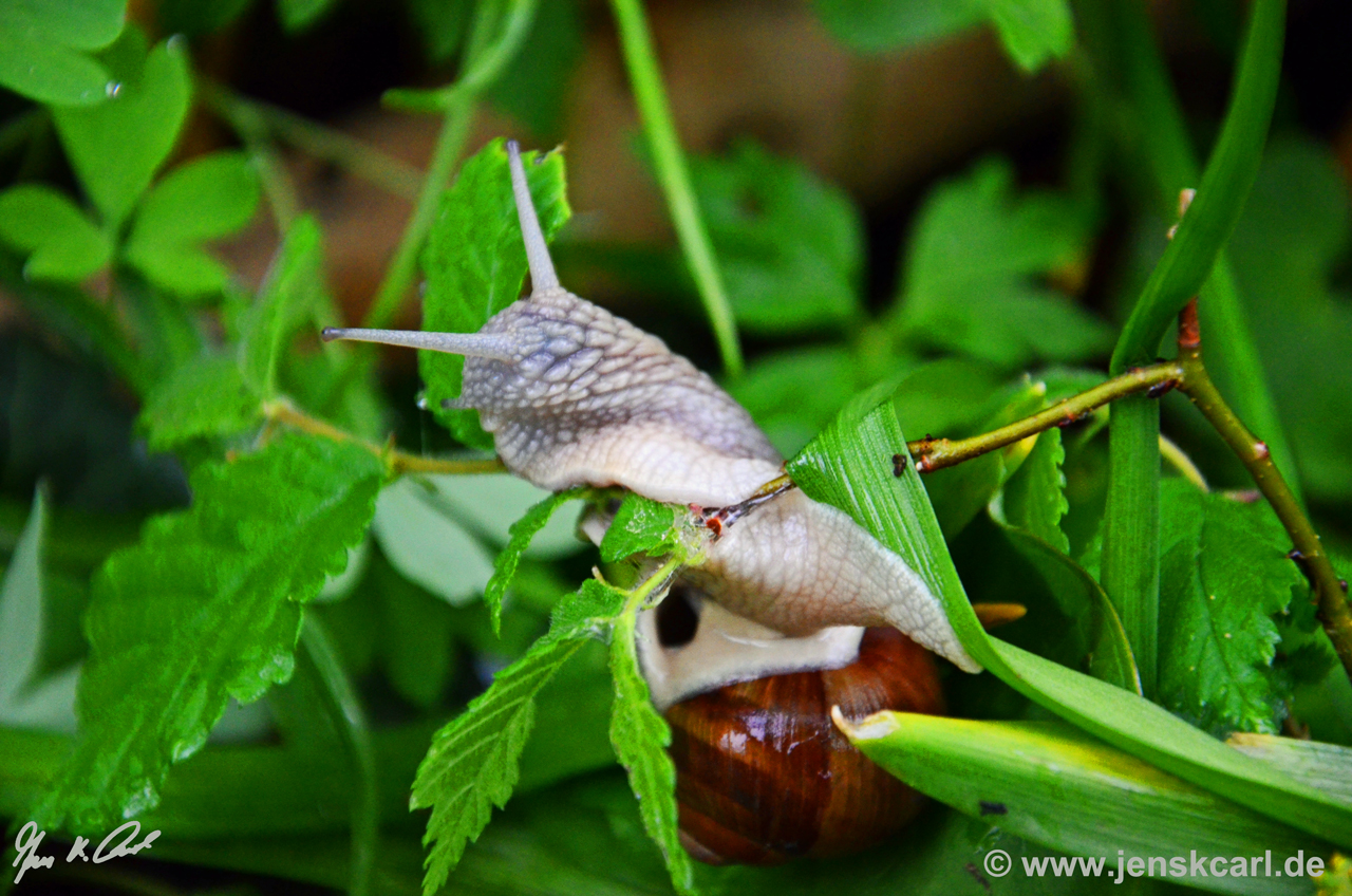 Weinbergschnecke