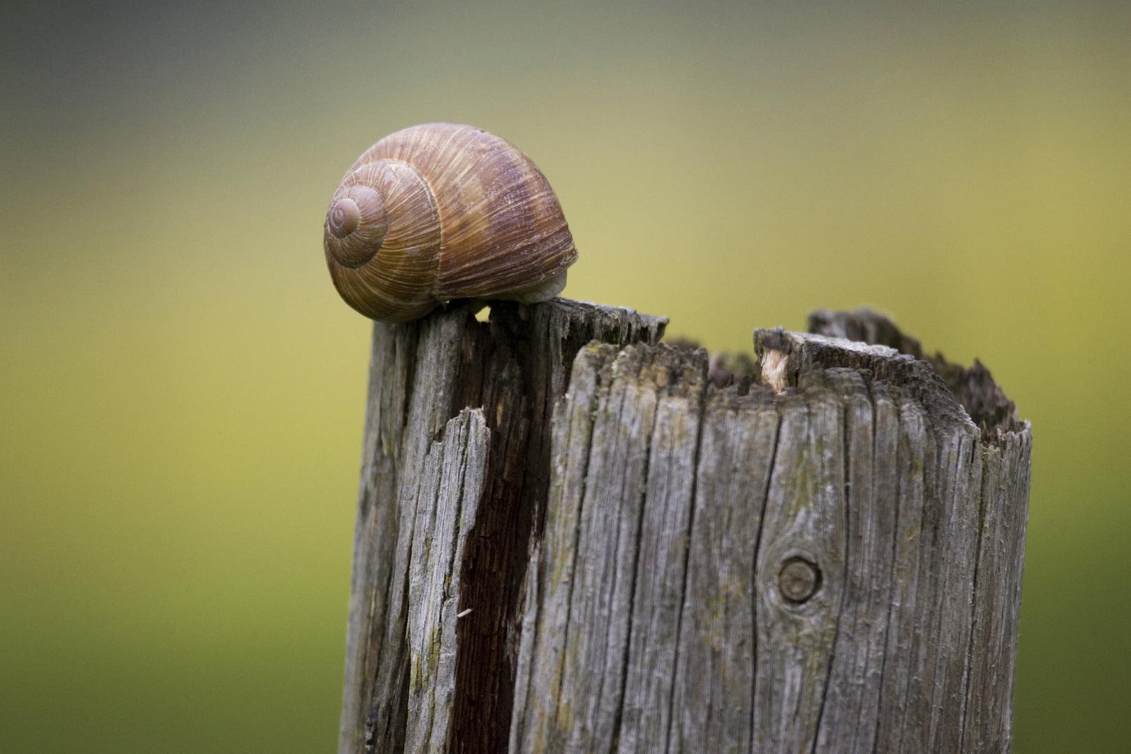 Weinbergschnecke