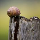 Weinbergschnecke