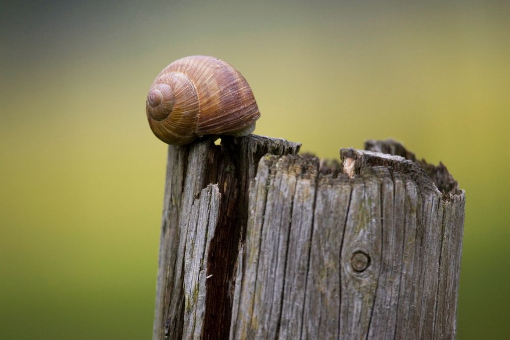 Weinbergschnecke von Thomas Jahnke 