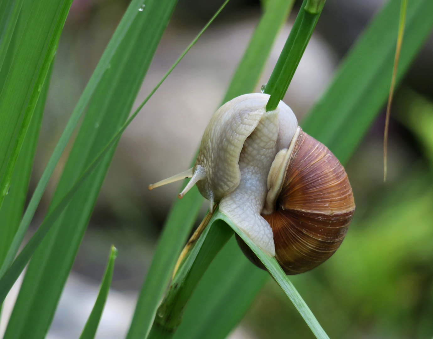 Weinbergschnecke