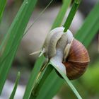 Weinbergschnecke