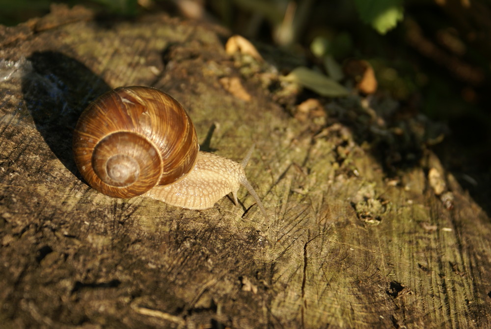 Weinbergschnecke