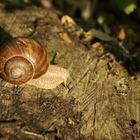 Weinbergschnecke