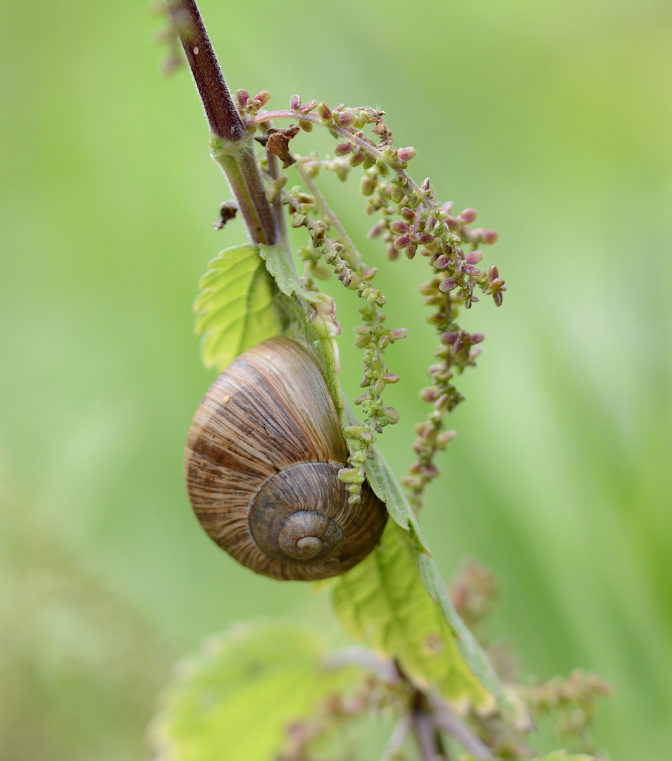 Weinbergschnecke