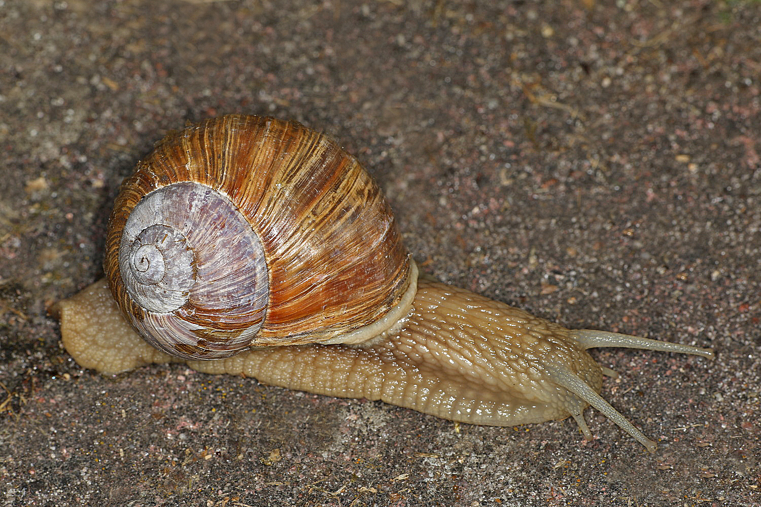 Weinbergschnecke