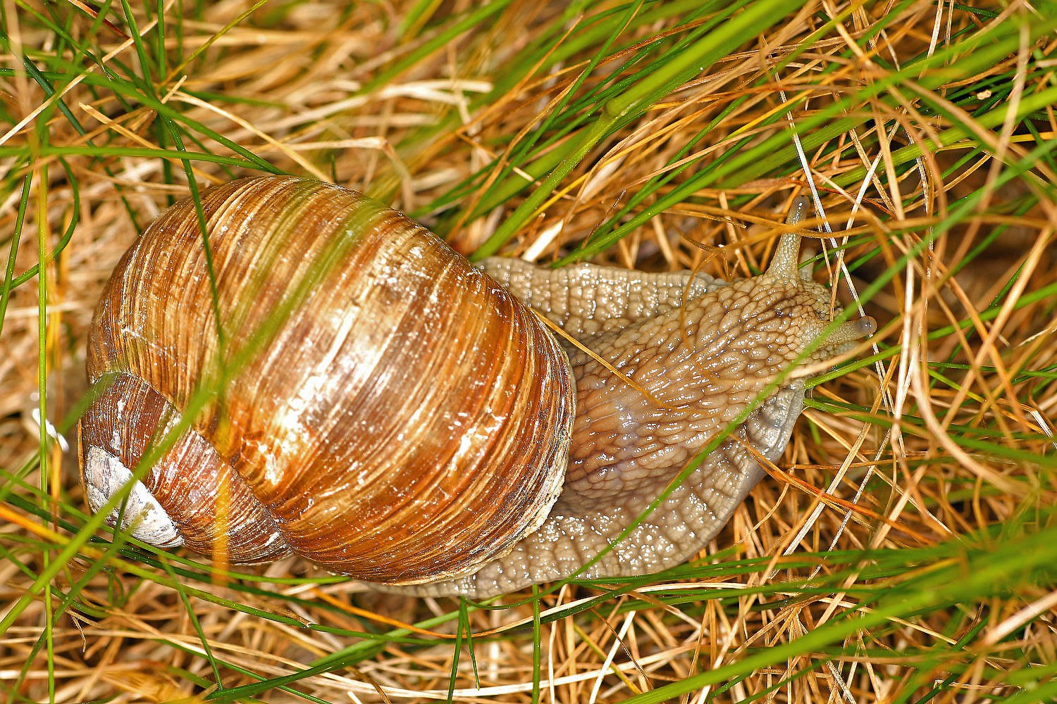 Weinbergschnecke