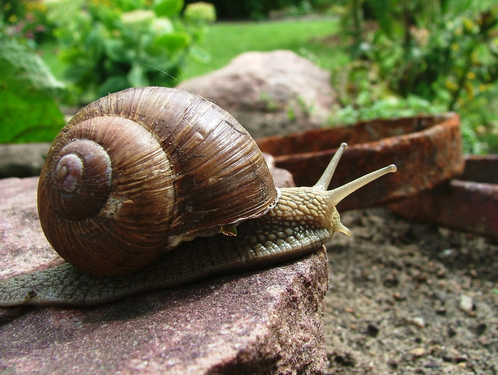 Weinbergschnecke