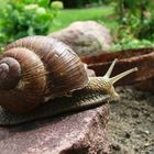 Weinbergschnecke