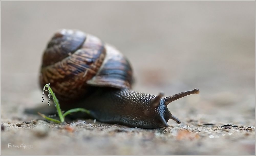 Weinbergschnecke