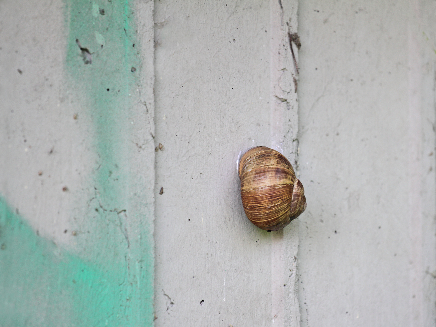 Weinbergschnecke