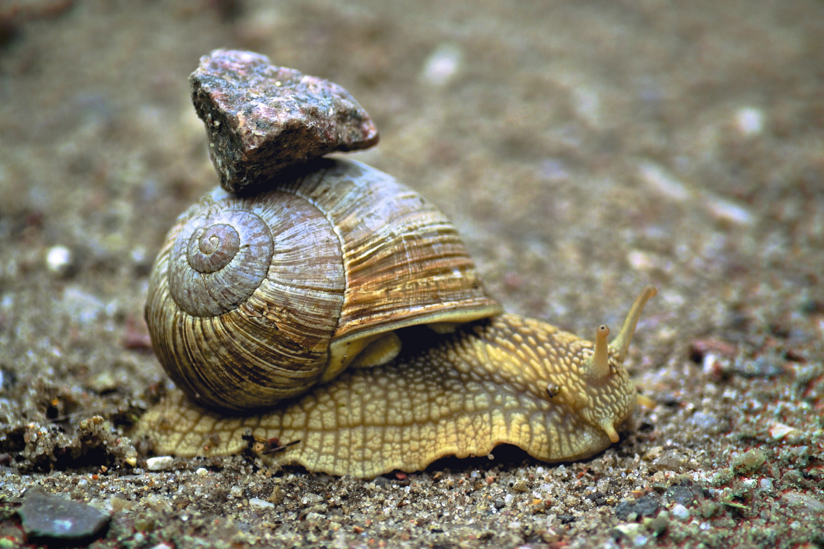 Weinbergschnecke