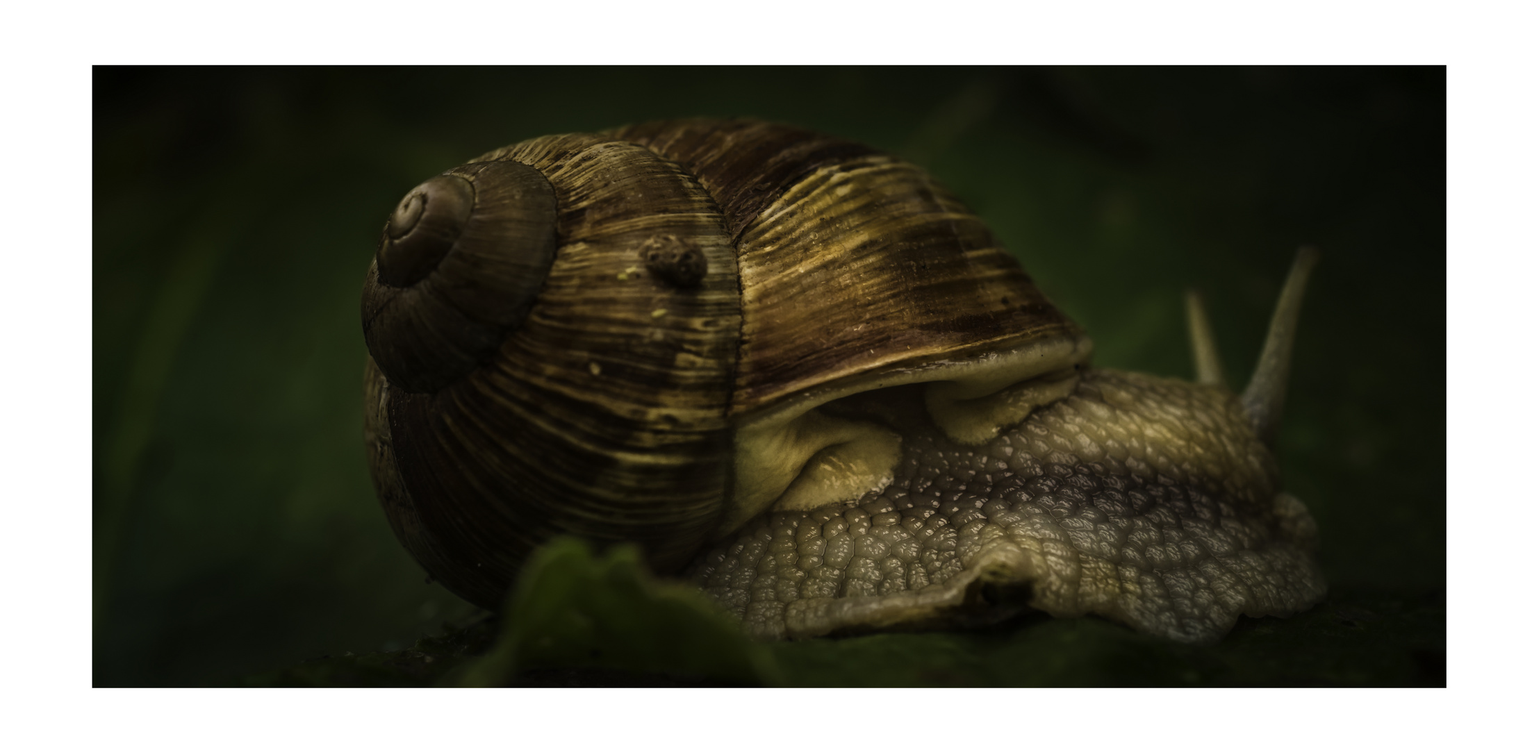 Weinbergschnecke