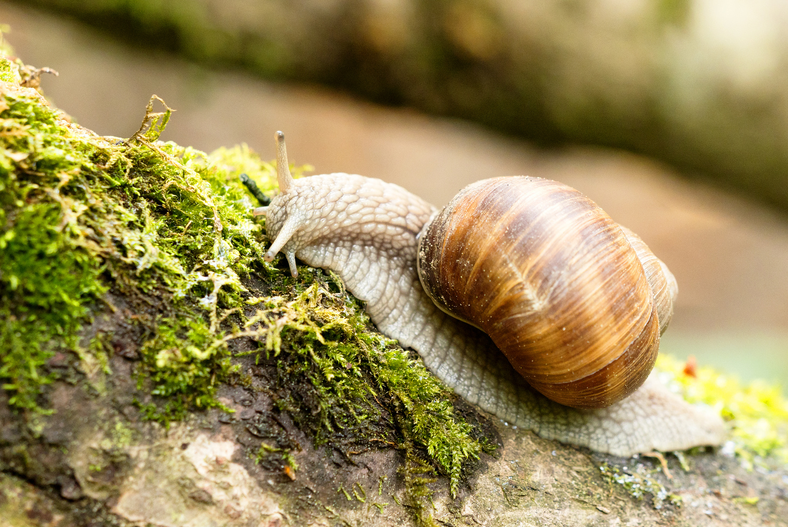 Weinbergschnecke