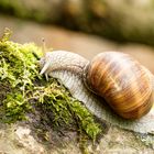 Weinbergschnecke