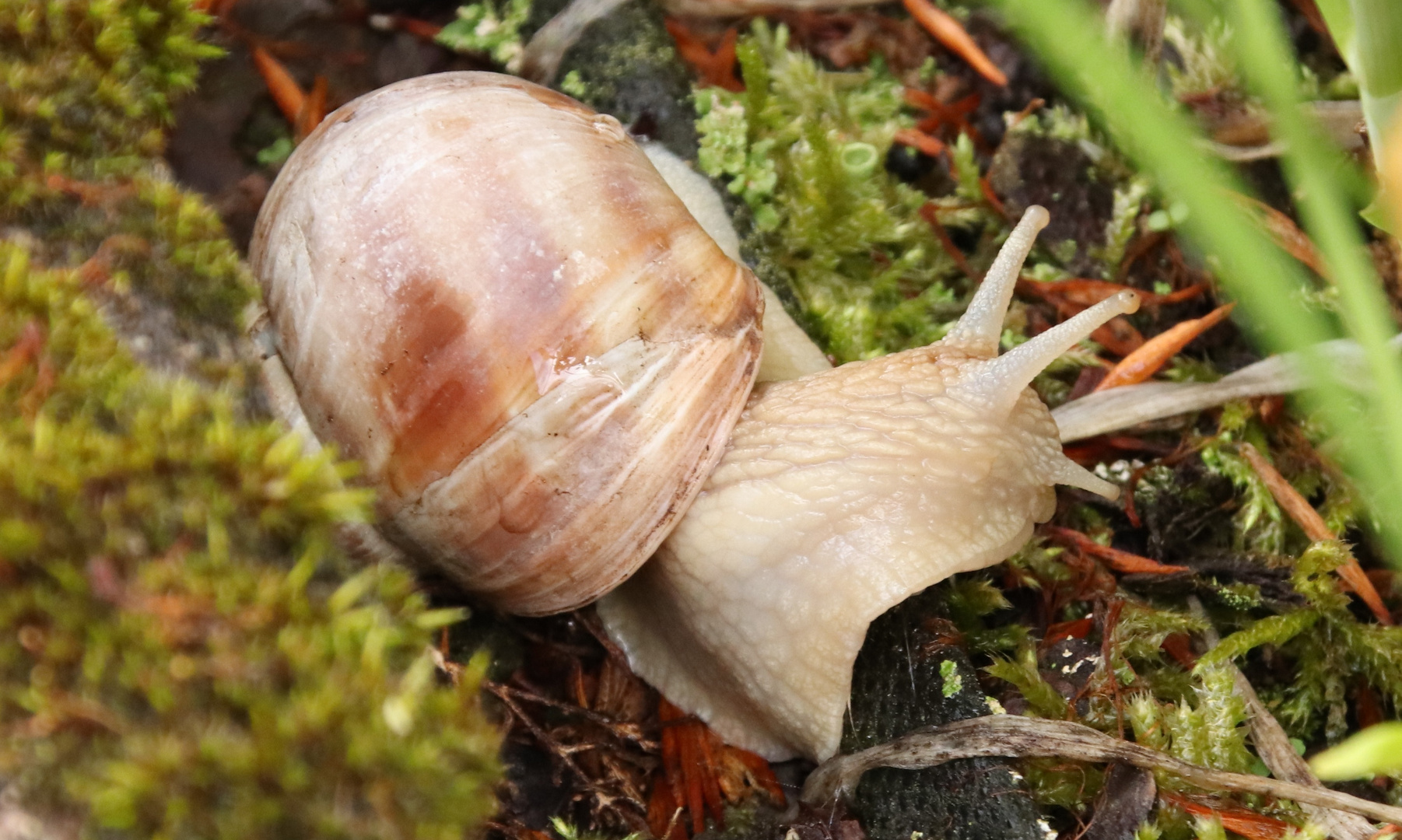 Weinbergschnecke