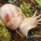 Weinbergschnecke