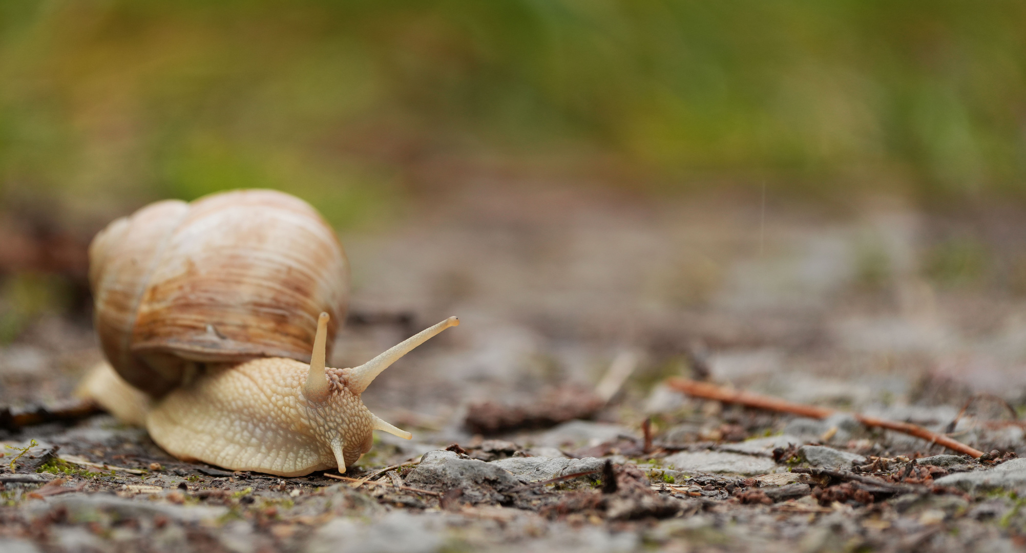 Weinbergschnecke.