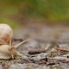 Weinbergschnecke.