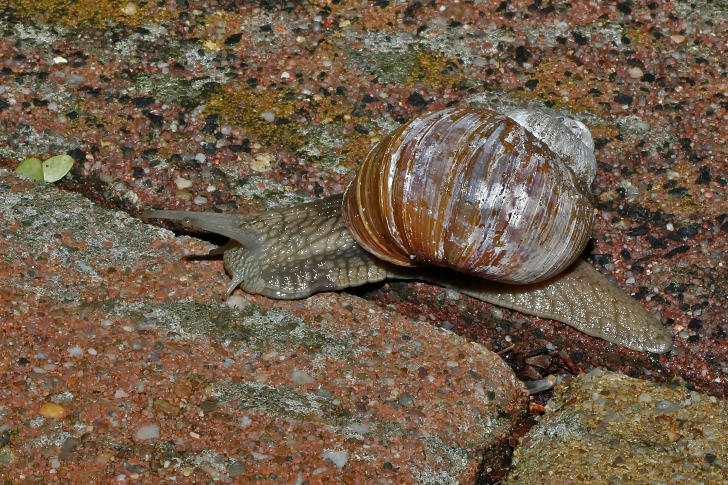 Weinbergschnecke