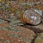 Weinbergschnecke