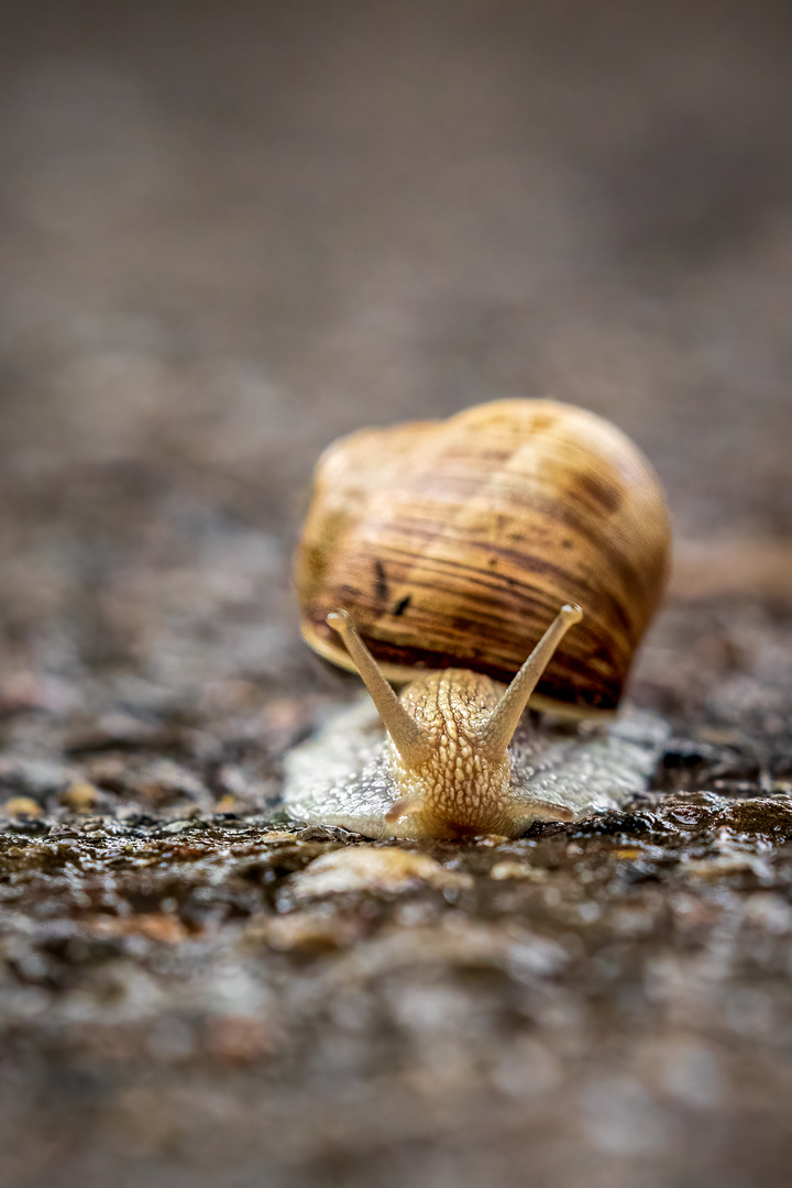 Weinbergschnecke