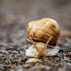 Weinbergschnecke