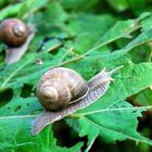 # # # Weinbergschnecke # # #