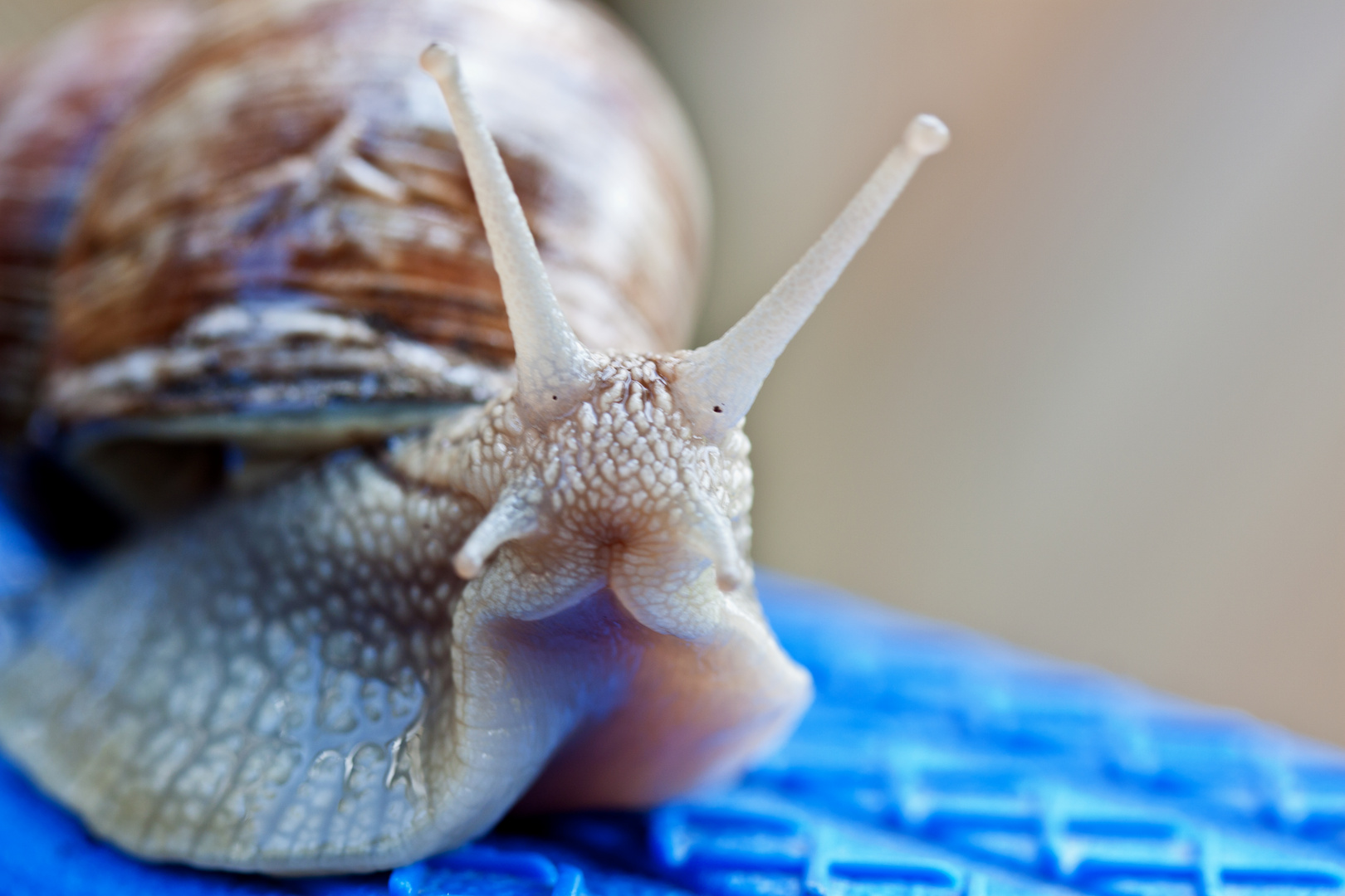 Weinbergschnecke