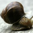 Weinbergschnecke