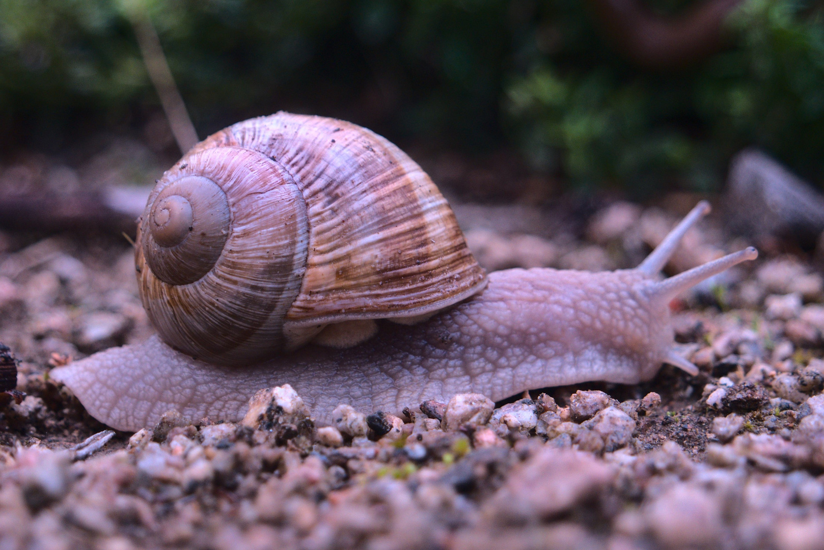 Weinbergschnecke 