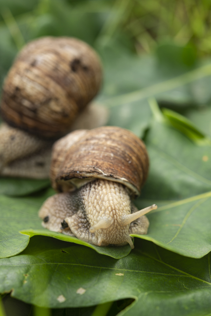 Weinbergschnecke