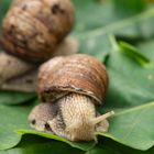 Weinbergschnecke