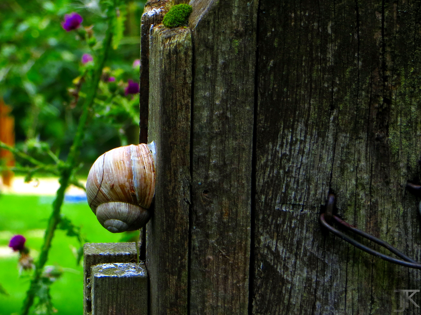 Weinbergschnecke