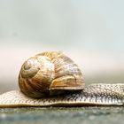 Weinbergschnecke