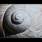 Weinbergschnecke