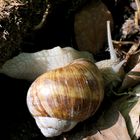 Weinbergschnecke