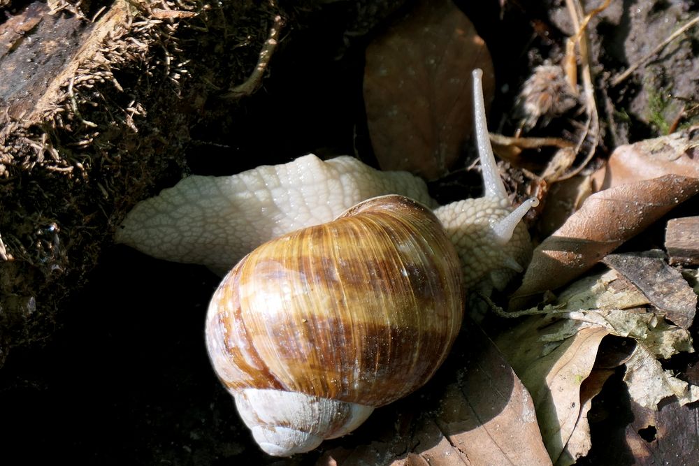 Weinbergschnecke