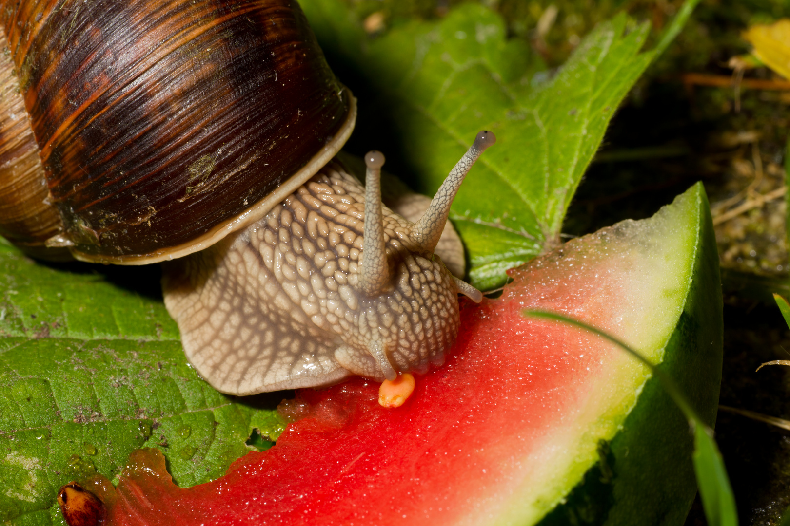 Weinbergschnecke