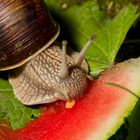 Weinbergschnecke