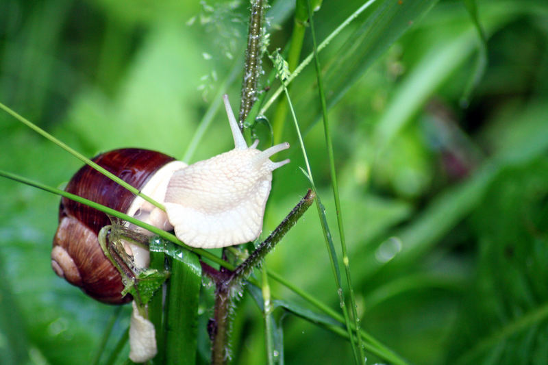 WEINBERGSCHNECKE