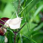 WEINBERGSCHNECKE