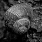 weinbergschnecke