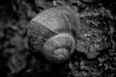 weinbergschnecke