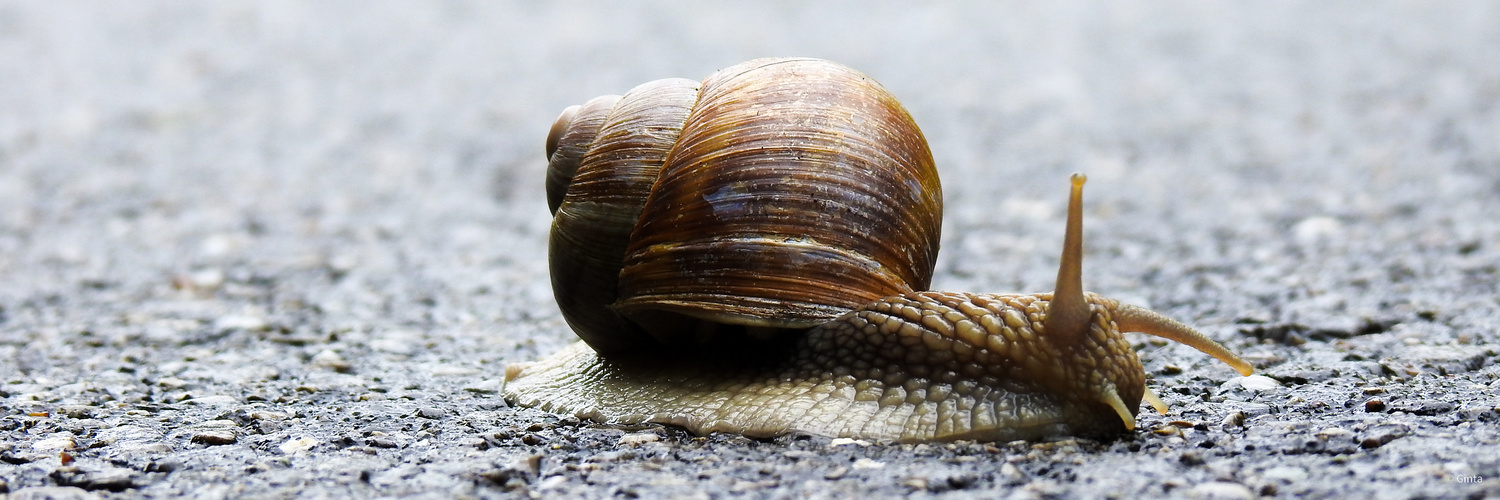 Weinbergschnecke