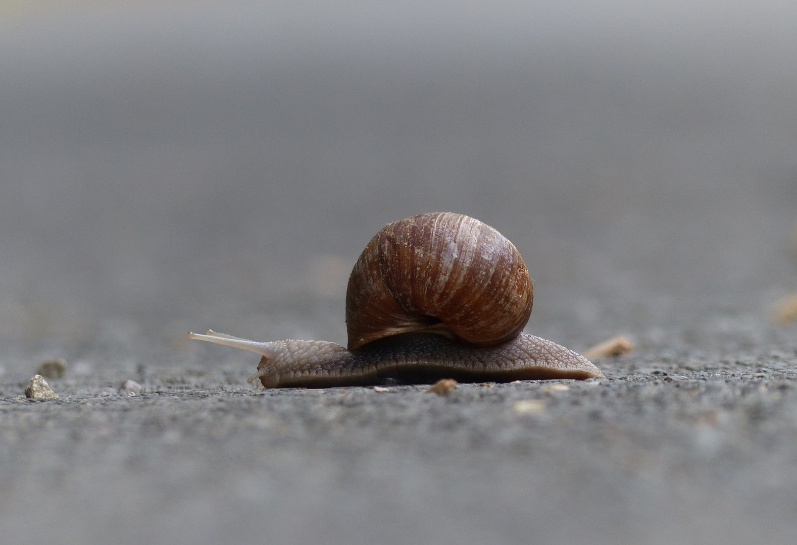 Weinbergschnecke